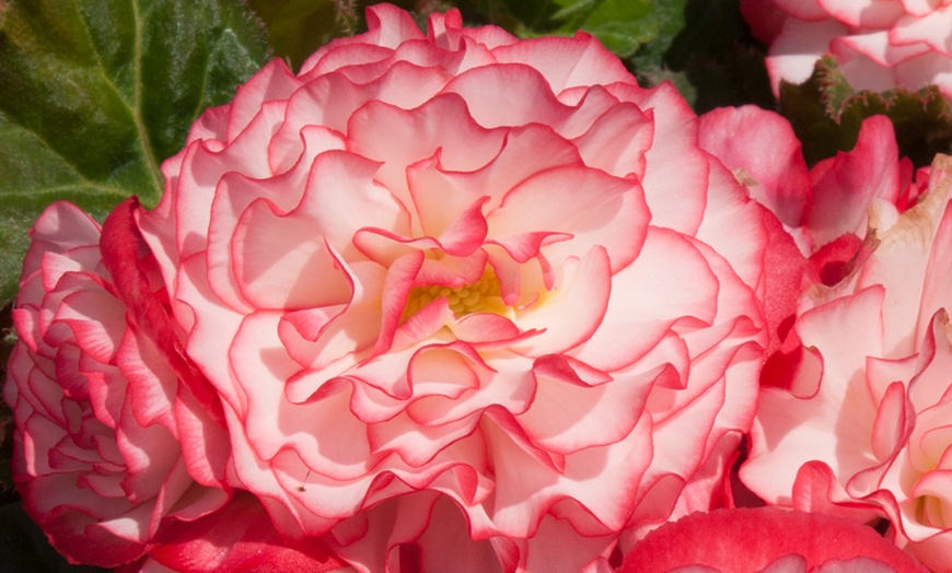 Image 9: Up to 72 Mixed Begonia Plug Plants