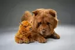 Up to 96% off Studio Pet Photoshoot with Mounted Print(s) at Zen Shots - Image 6