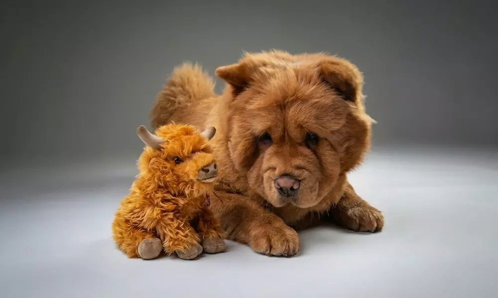 Professional Pet Photoshoot & Fine Art Print to Cherish Your Bond