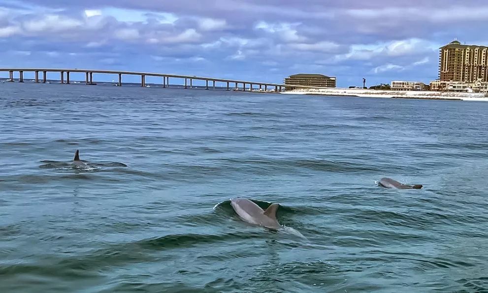 2 or 4-Hour Dolphin and Crab Island Cruise Or 2-Hour Sunset Cruise