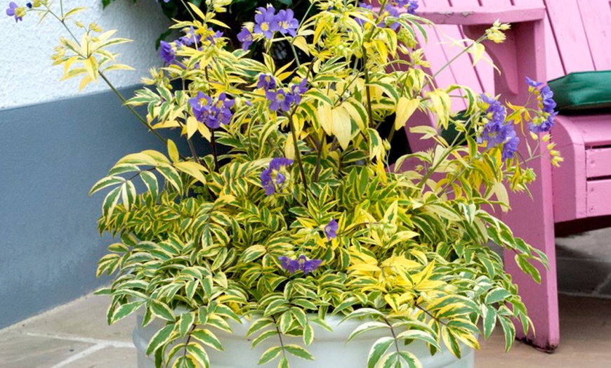 Image 3: Three 9cm Polemonium Golden Feathers Plants