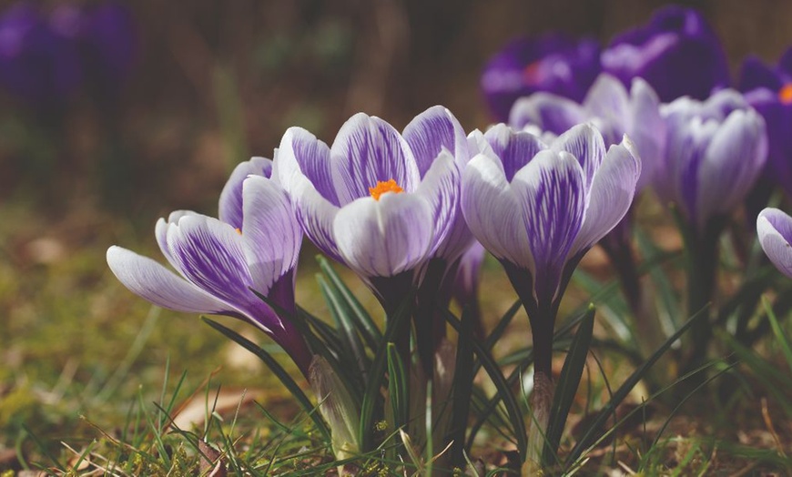 Image 5: Spring Lasagne Bulb Collection 75 Bulbs + Optional Patio Pot & Compost