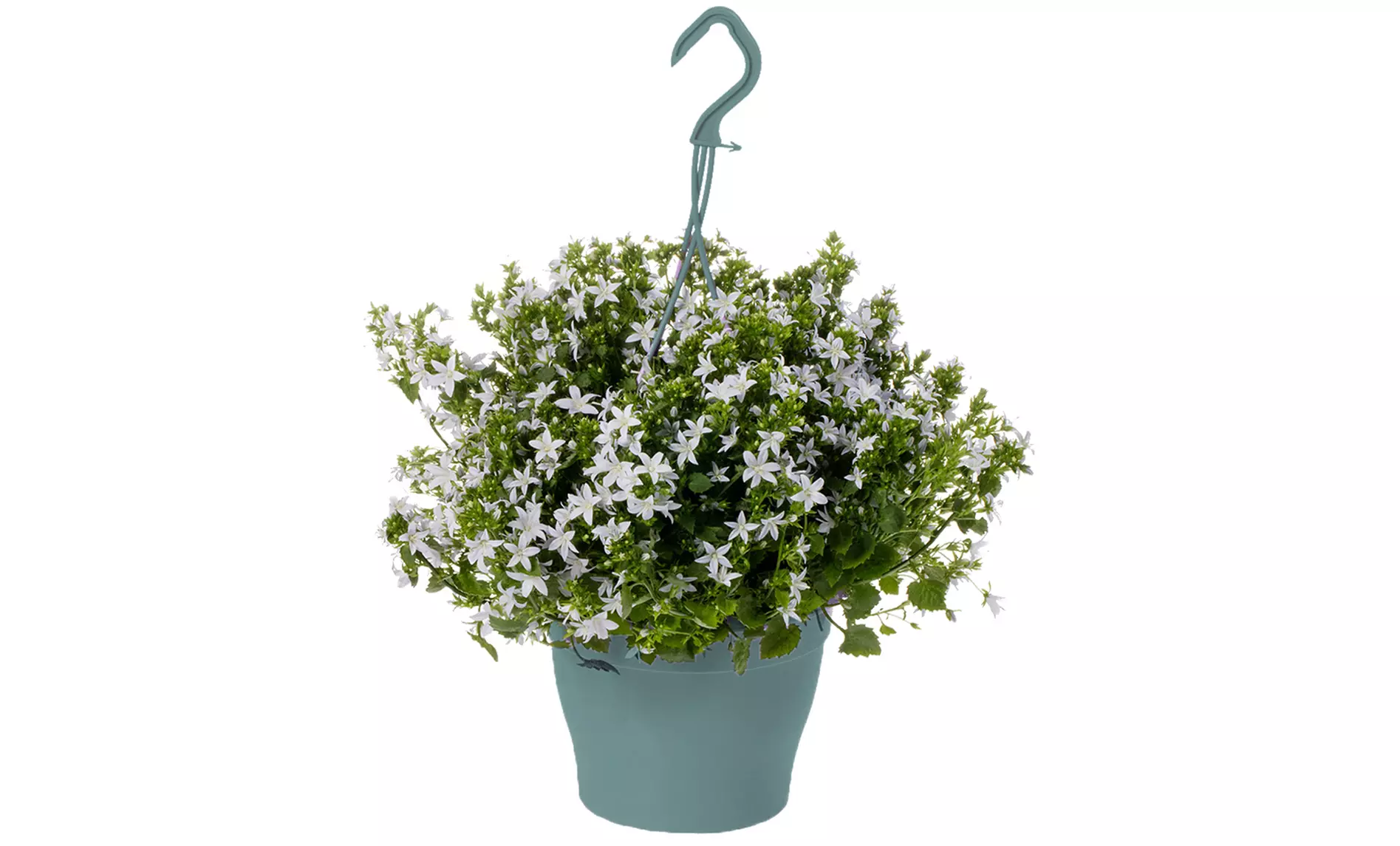 Campanules Adansa ou Ambella - Second Medium