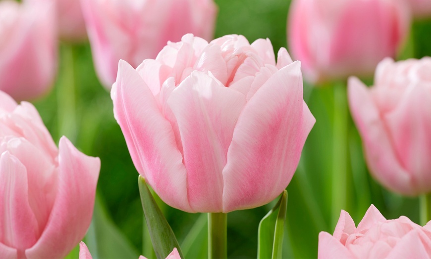 Image 2: 15 ou 25 bulbes de Tulipa Dreamer