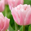 Image 2: 15 ou 25 bulbes de Tulipa Dreamer
