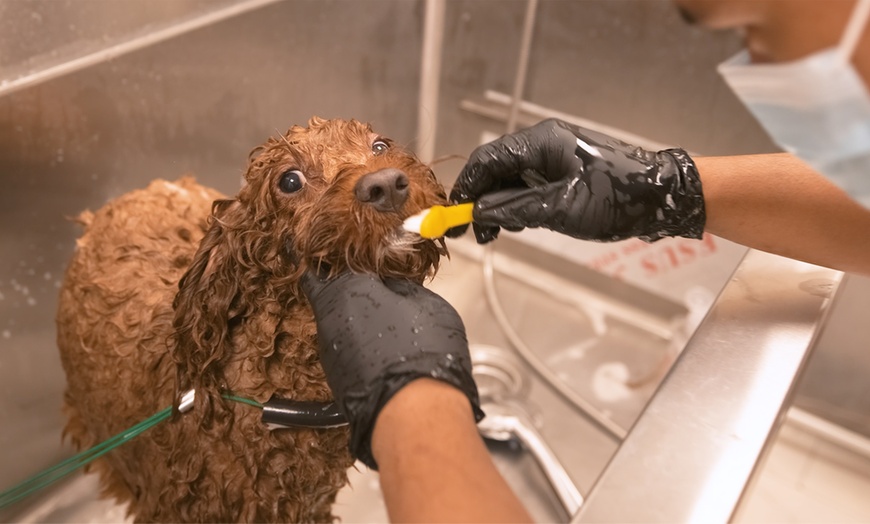 Image 4: Small/Medium/Large Dog Basic or Dry Grooming for Cat