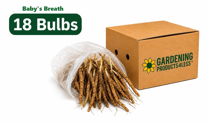 Image 19: Graduation Flower Bulb Collections