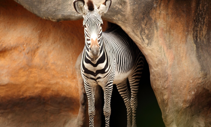 Image 10: Entrée au Touroparc Zoo