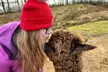 60-Minute Alpaca Experience at Stormcloud Alpacas, Strathaven–Perfect Christmas Gift! Up to 40% Off–From Only £9 - Image 2
