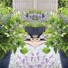 Image 2: One, Two or Three Clematis Potted Plants