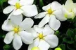 Gardenia Flowering Shrubs - Fragrant, Showy White Blooms, Hardy & Low-Maintenance Outdoor Plants, Free Shipping (Up to 15% Off) - Second Medium