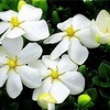 Image 7: Gardenias in Quart, 1 Gallon, and 3 Gallon Sizes with Free Shipping (Up to 24% Off)