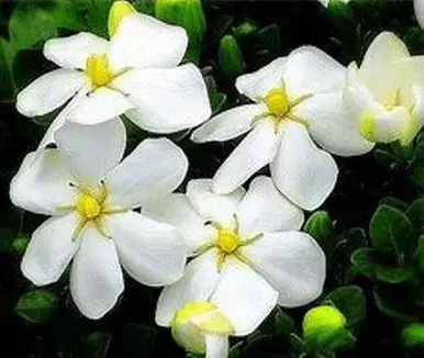Gardenias in Quart, 1 Gallon, and 3 Gallon Sizes with Free Shipping (Up to 15% Off)