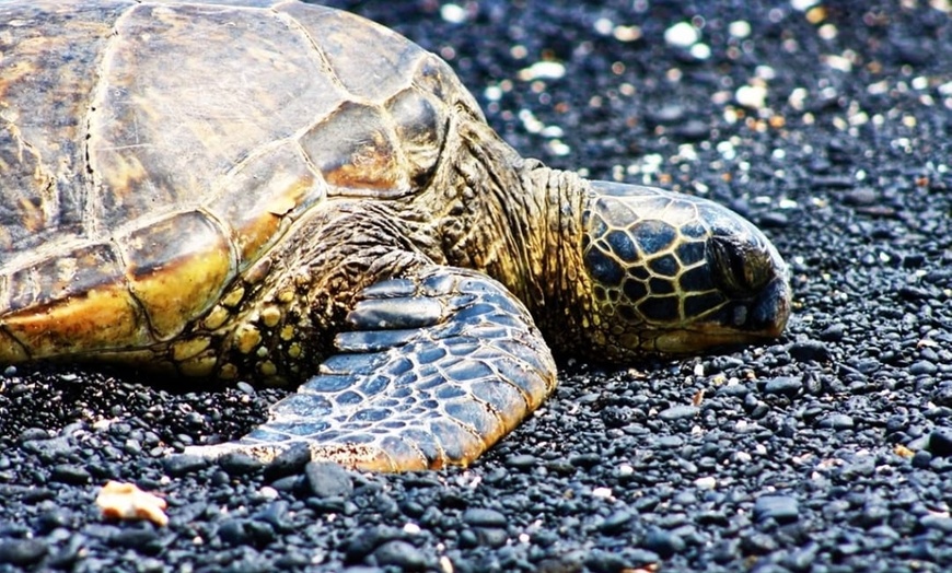 Image 10: Up to 55% Off Oahu Full-Day Island Tour - Aloha Fantasy Tours