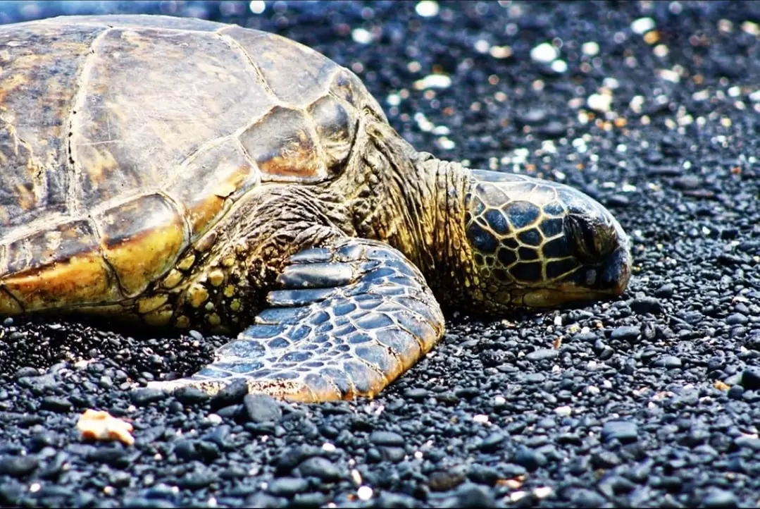 Up to 51% Off Oahu Full-Day Island Tour - Aloha Fantasy Tours