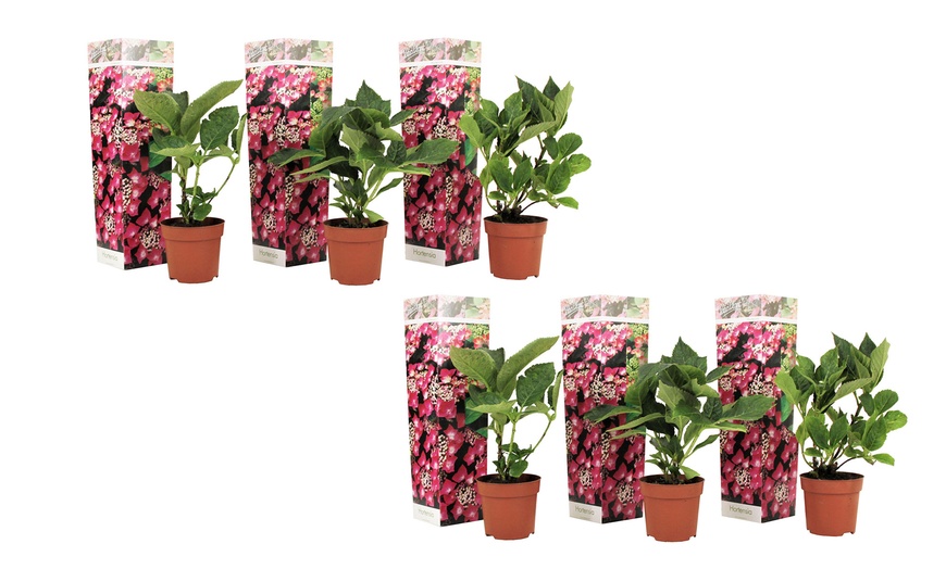 Image 11: Lot de 3 ou 6 hortensias Teller