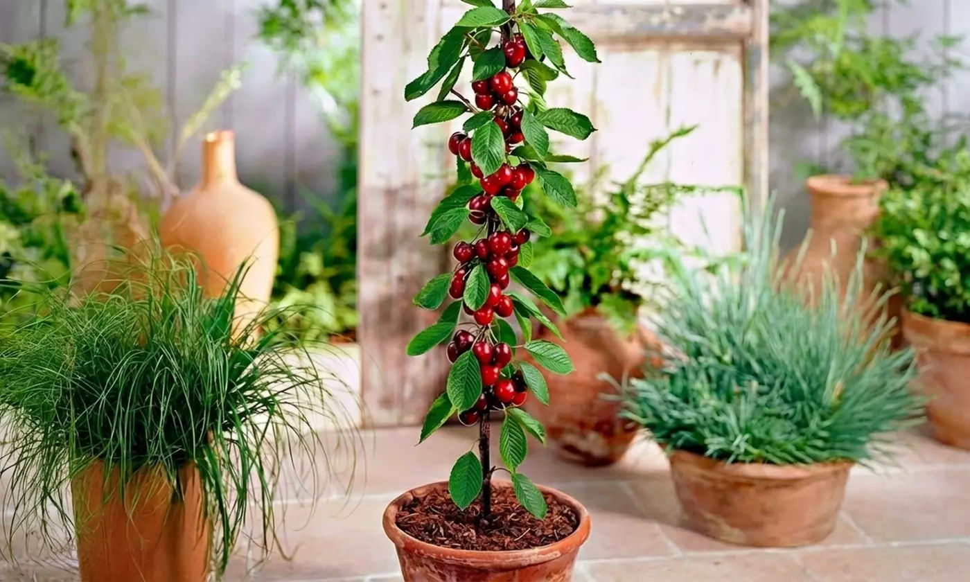 Set di 4, 6, 8 o 12 alberi da frutto a colonna