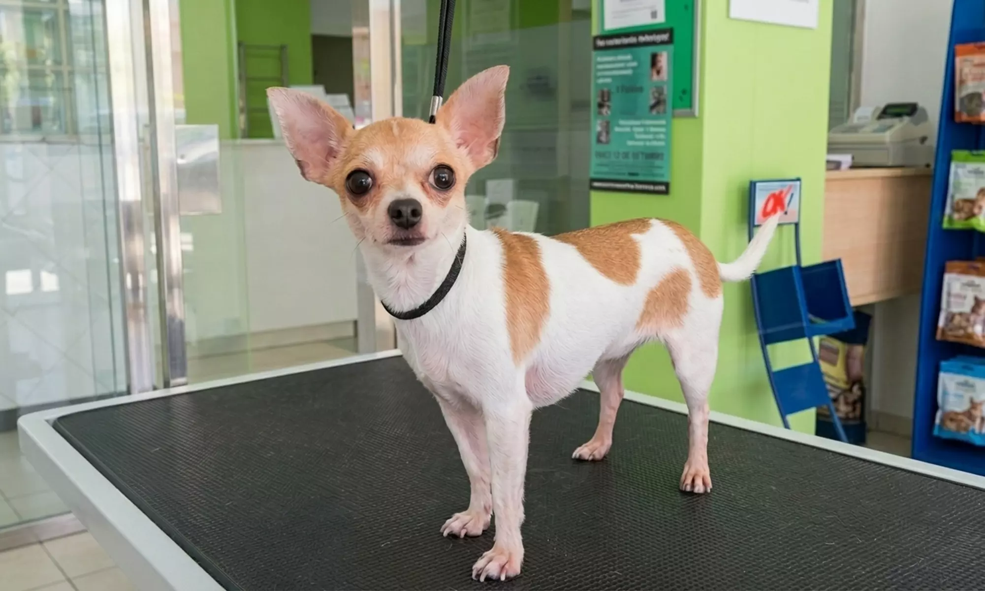 Higiene bucal para un perro o gato de hasta 30 kg, con diagnóstico