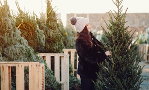 Find Your Perfect Christmas Tree at ABC Tree Farms!