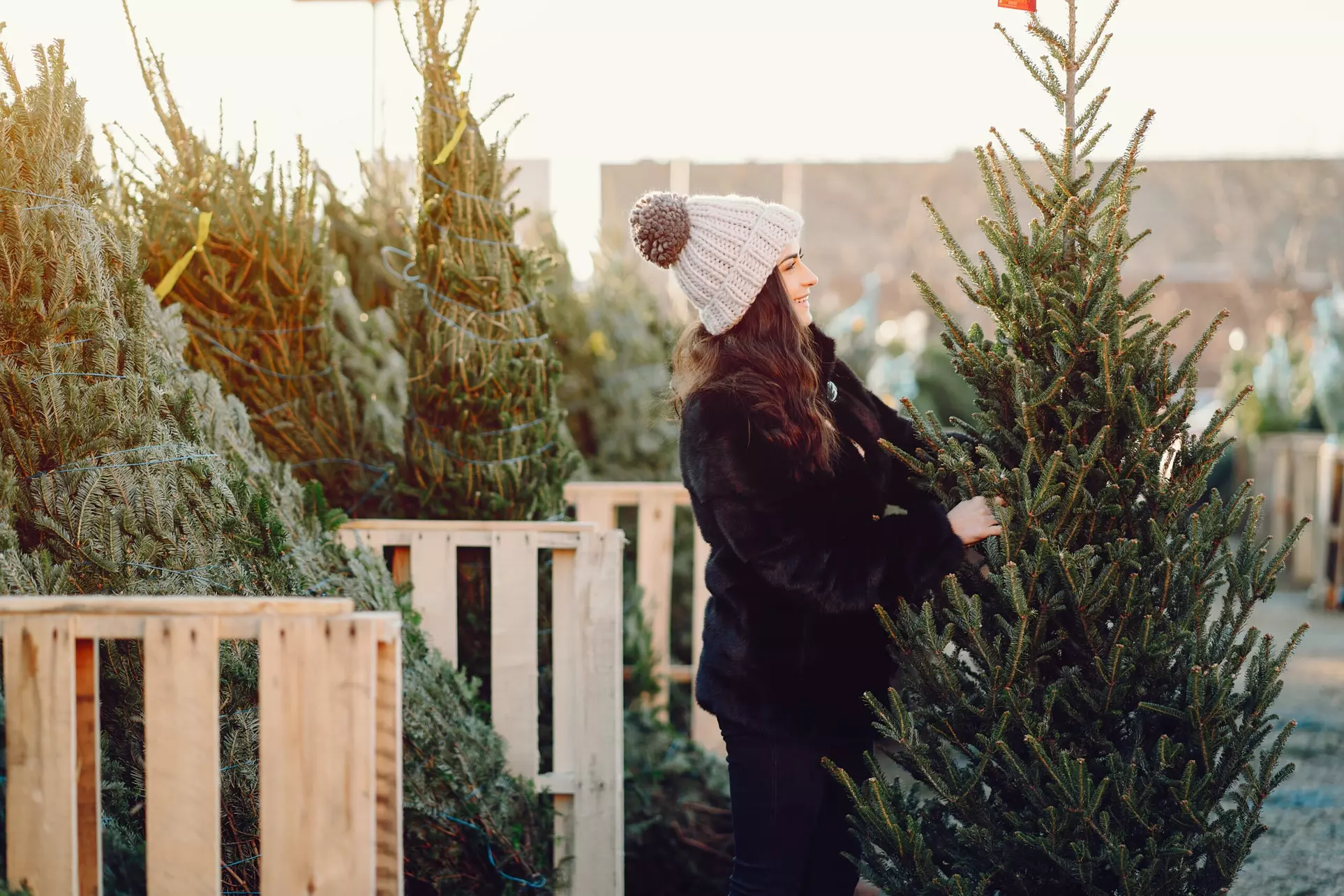 Find Your Perfect Christmas Tree at ABC Tree Farms! - Primary Image