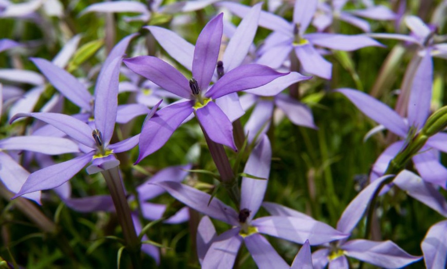 Image 3: 24 or 48 Pack of Laurentia Indigo Stars