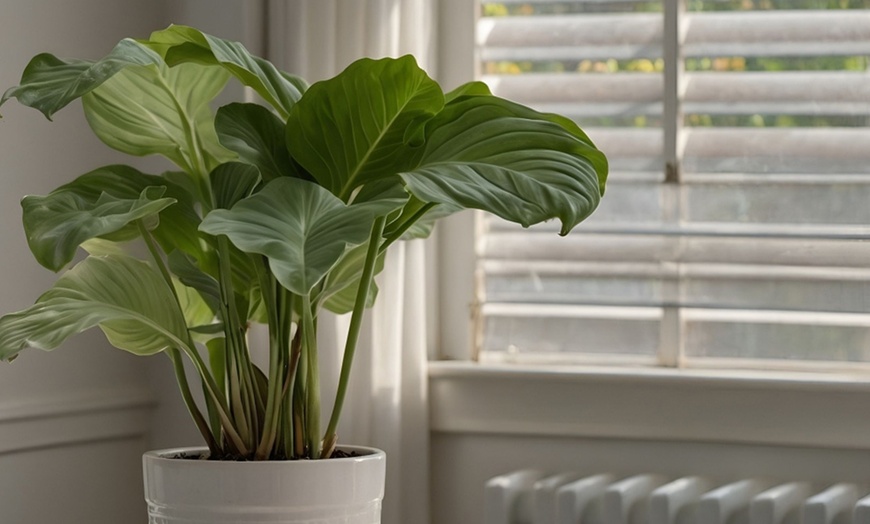 Image 1: Plante "Calathea"