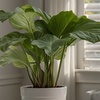 Image 1: Plante "Calathea"