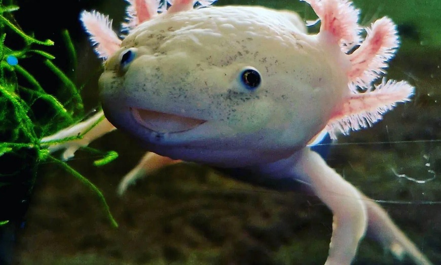 Image 2: Oceanarium Experience for One Adult, Child, Senior or Family of Upto 5