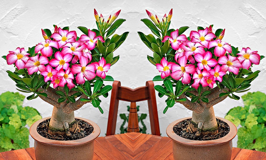 Hasta 50% dto. Rosa del desierto Adenium obesum | Groupon