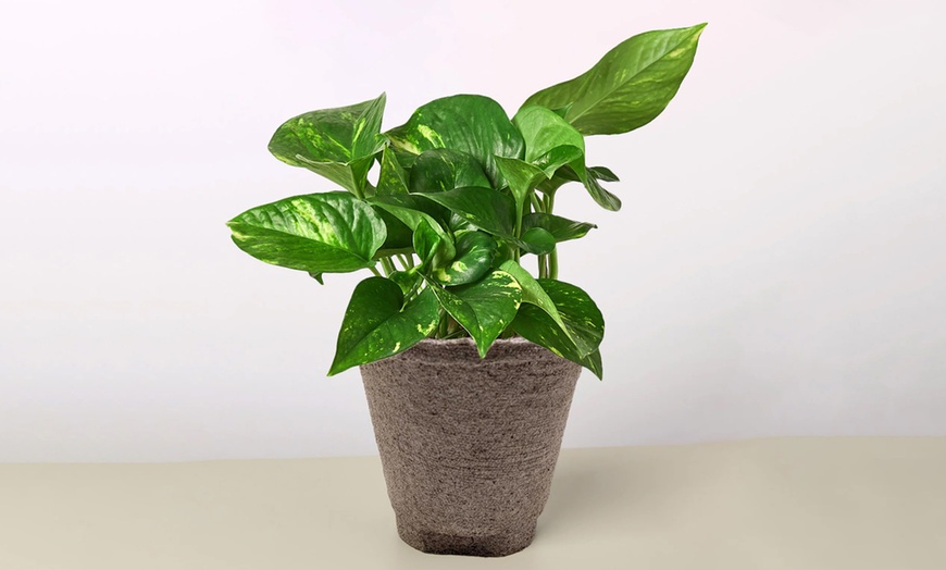 Image 13: Breathe Easier: Golden Pothos – Air-Purifying & Simple Care from House Plant Shop with Free Shipping Up to 15% Off