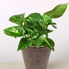 Image 13: Golden Pothos in 4", 6", and 8" Sizes with Free Shipping – Air-Purifying & Simple Care Plant Up to 15% Off