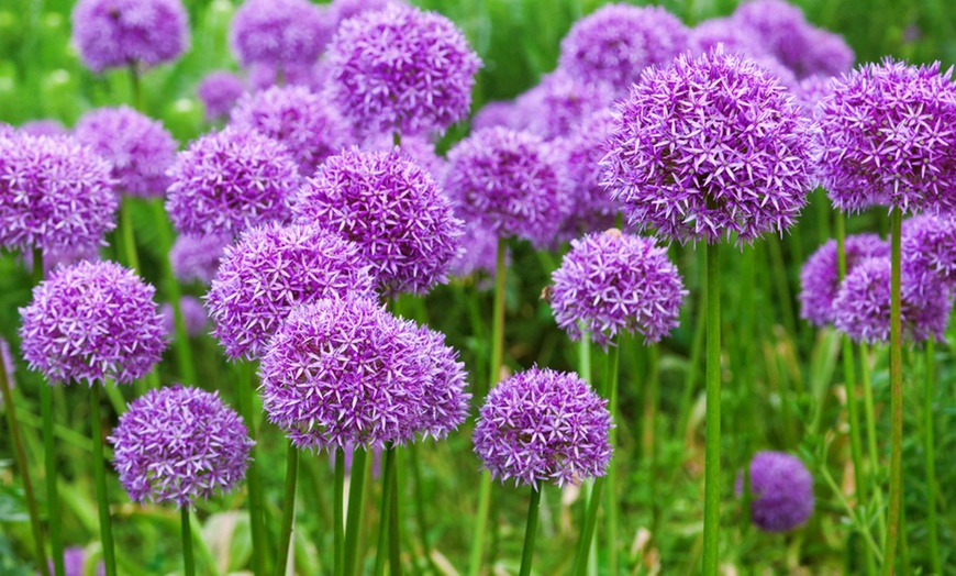 Image 1:  Mixed Spring Flowering Alliums - 100 Bulbs