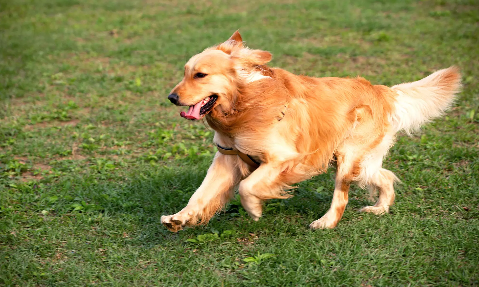 Pet Boarding at Canine Country Club and Feline Inn (Up to 58% Off). Four Options Available. - Primary Image