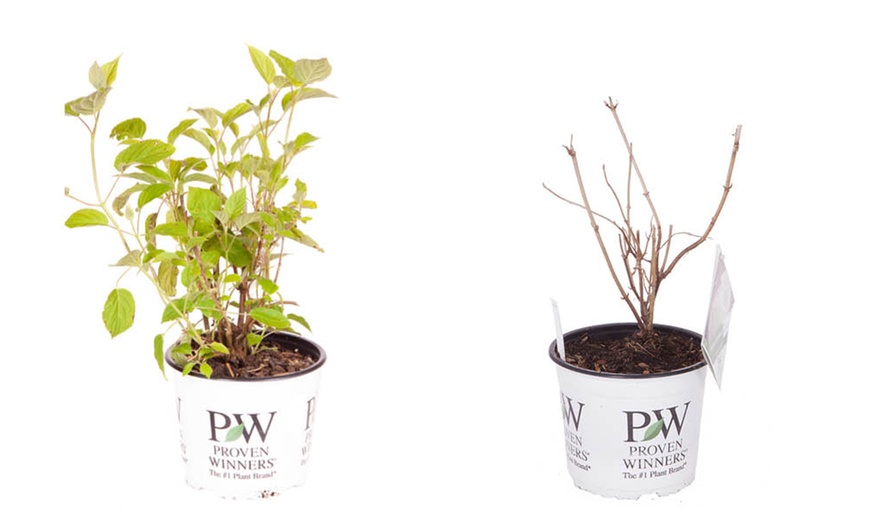 Image 2: YouGarden Tree Hydrangea Incrediball