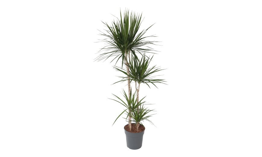 Image 2: Plante Dracaena Marginata