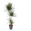 Image 2: Plante Dracaena Marginata