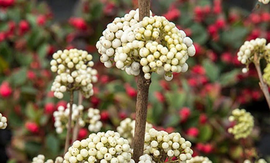 Image 1: 3L Pot Callicarpa bodinieri 'Magical Snowstar'