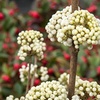 Image 1: 3L Pot Callicarpa bodinieri 'Magical Snowstar'