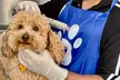 Pawbulance Veterinary Clinic: Basic or Full Grooming for Small, Medium, Large or X Large Dog/Cat (Up To 71% Off) - Image 2