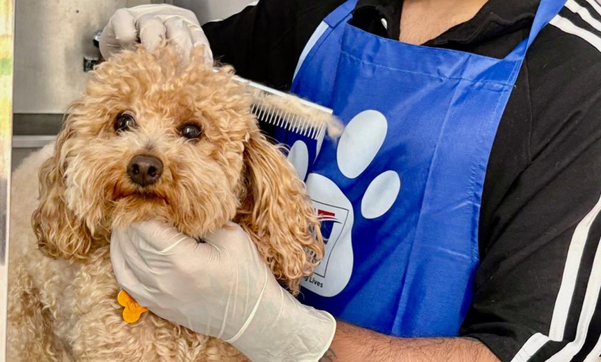 Image 2: Basic or Full Grooming for Small, Medium, Large or XL Size Dogs/Cats