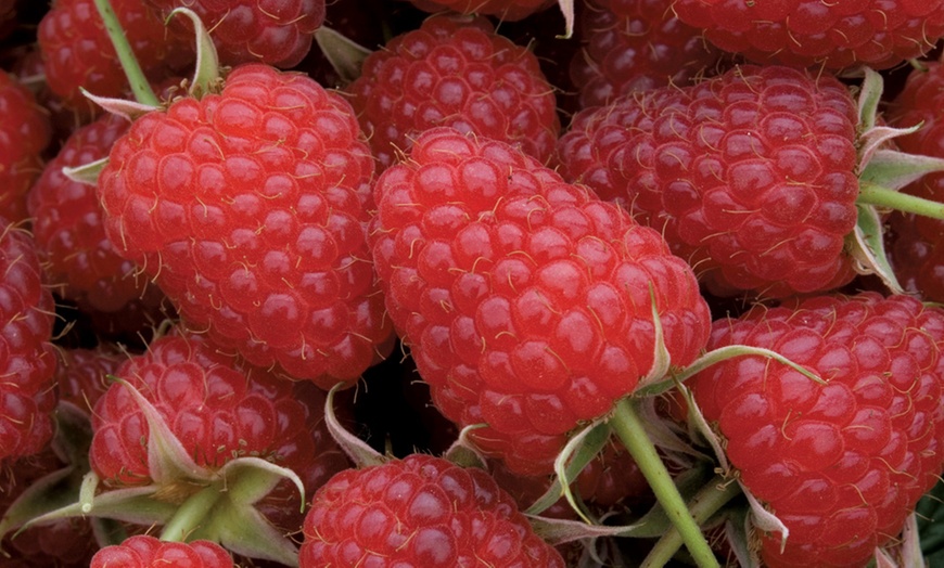 Image 9: Raspberry Growers Choice - 2ltr and 3ltr Potted Plants