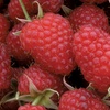 Image 9: Raspberry Growers Choice - 2ltr and 3ltr Potted Plants