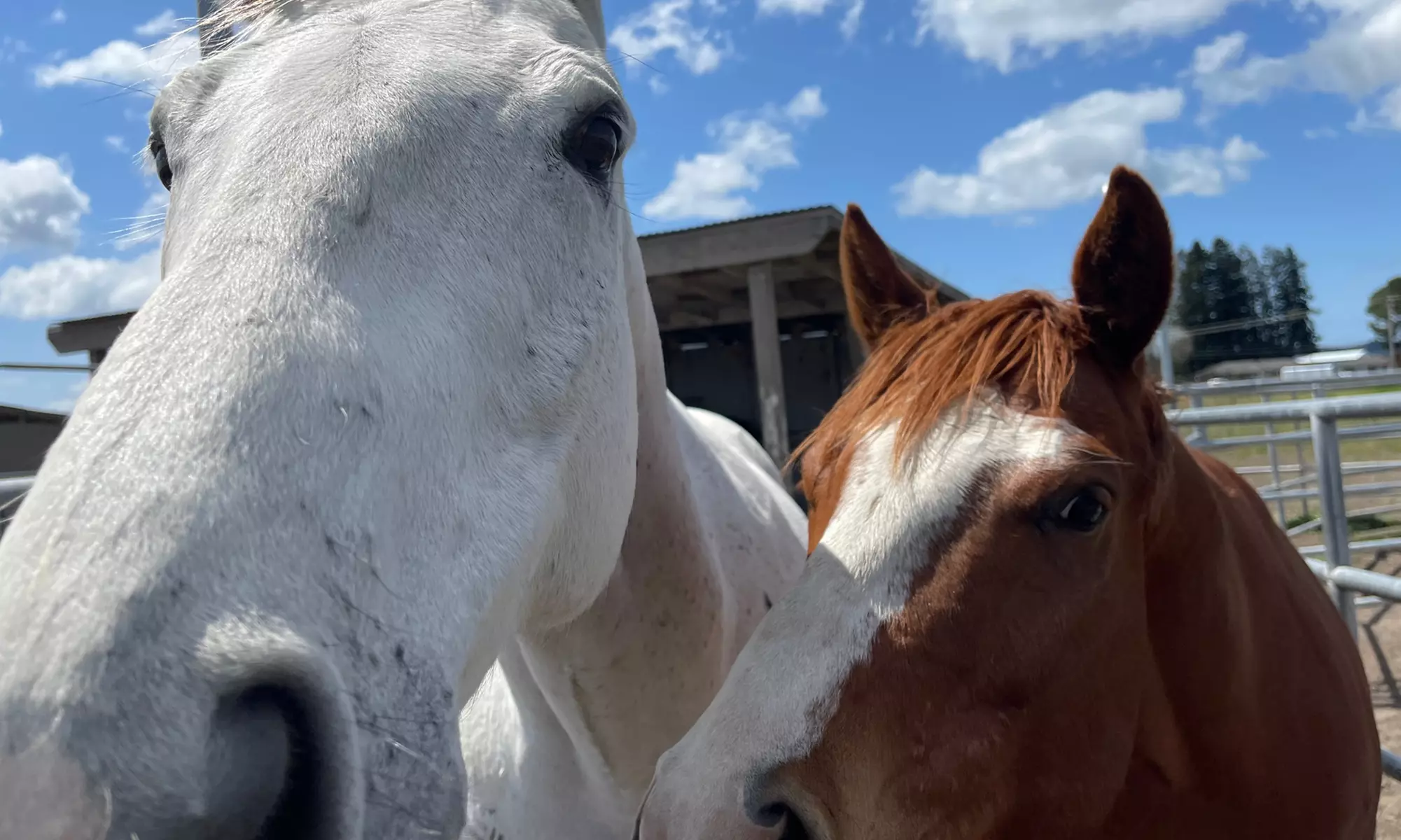 Discover Private Horseback Riding Session or Intro to Horses & Riding