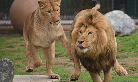 Daily Admission (Ages 2-14) - Monterey Zoo Salinas, California