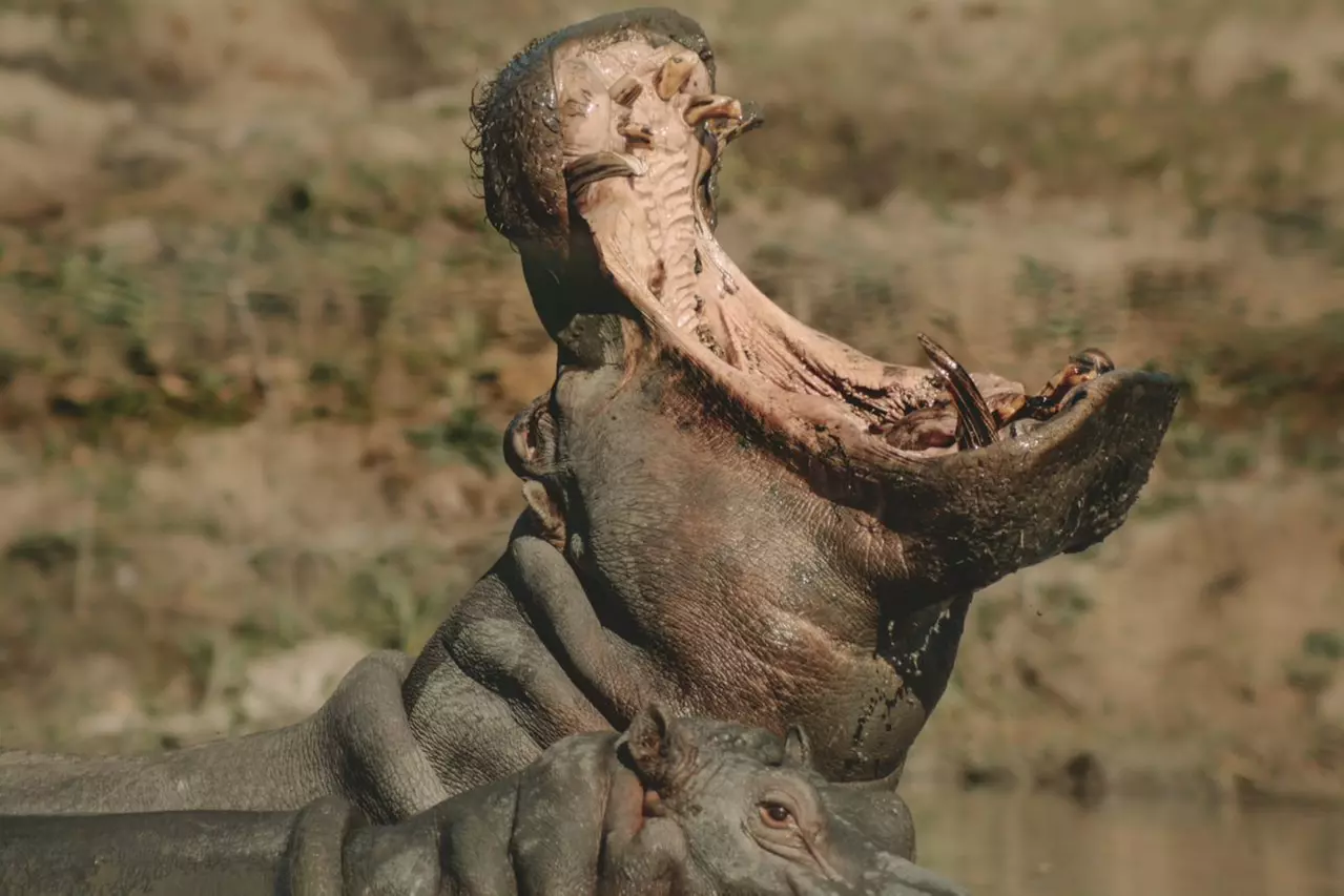 Wildlife Safari Drive Thru Discount Tickets & Deals