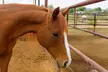 Learn to Ride Confidently with One or Four Horseback Riding Lessons for One or Two @Rose Riding (Up to 10%Off) - Second Medium