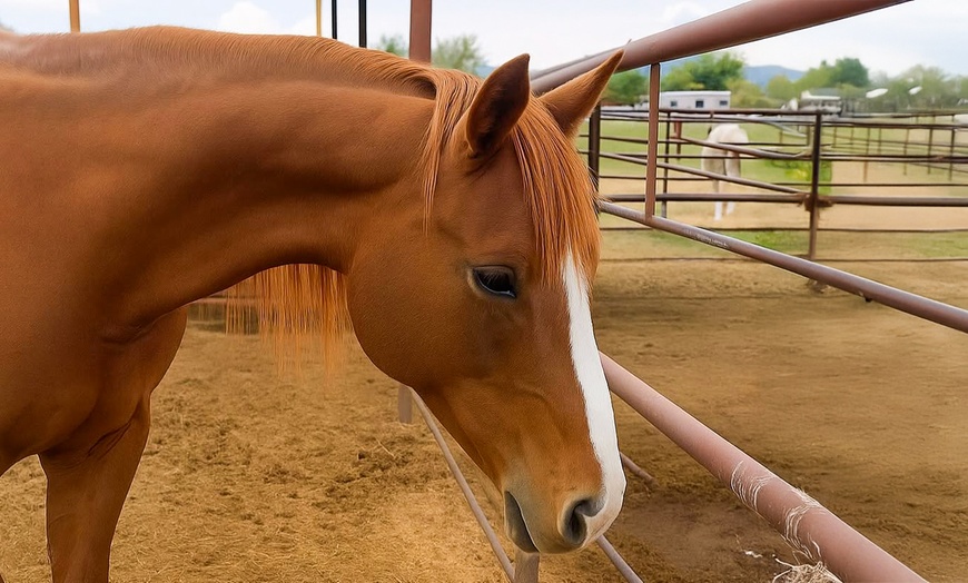 Image 7: Ride on with One or Four Horseback Riding Lessons for One or Two 