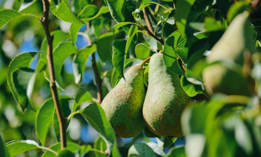 Image 9: Orchard Fruit Tree Collection