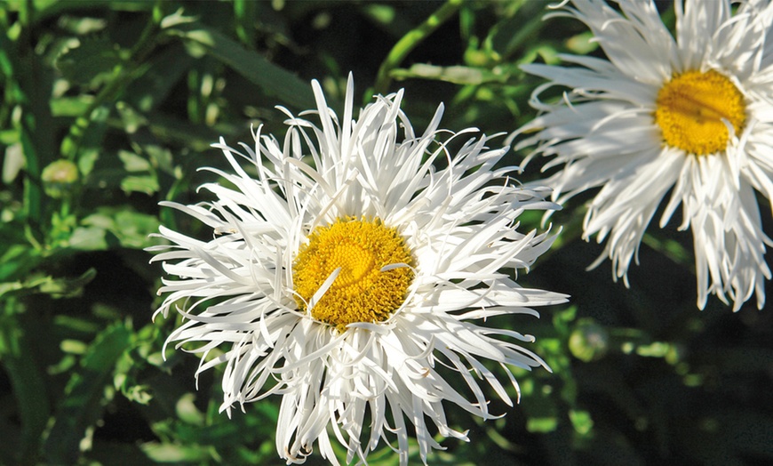 Image 6: Rainbow Perennial Collection - 72 or 144 Plants