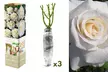 1 sur 2 ensembles de 3 roses à grandes fleurs pour l'extérieur, variété au choix - Image 6